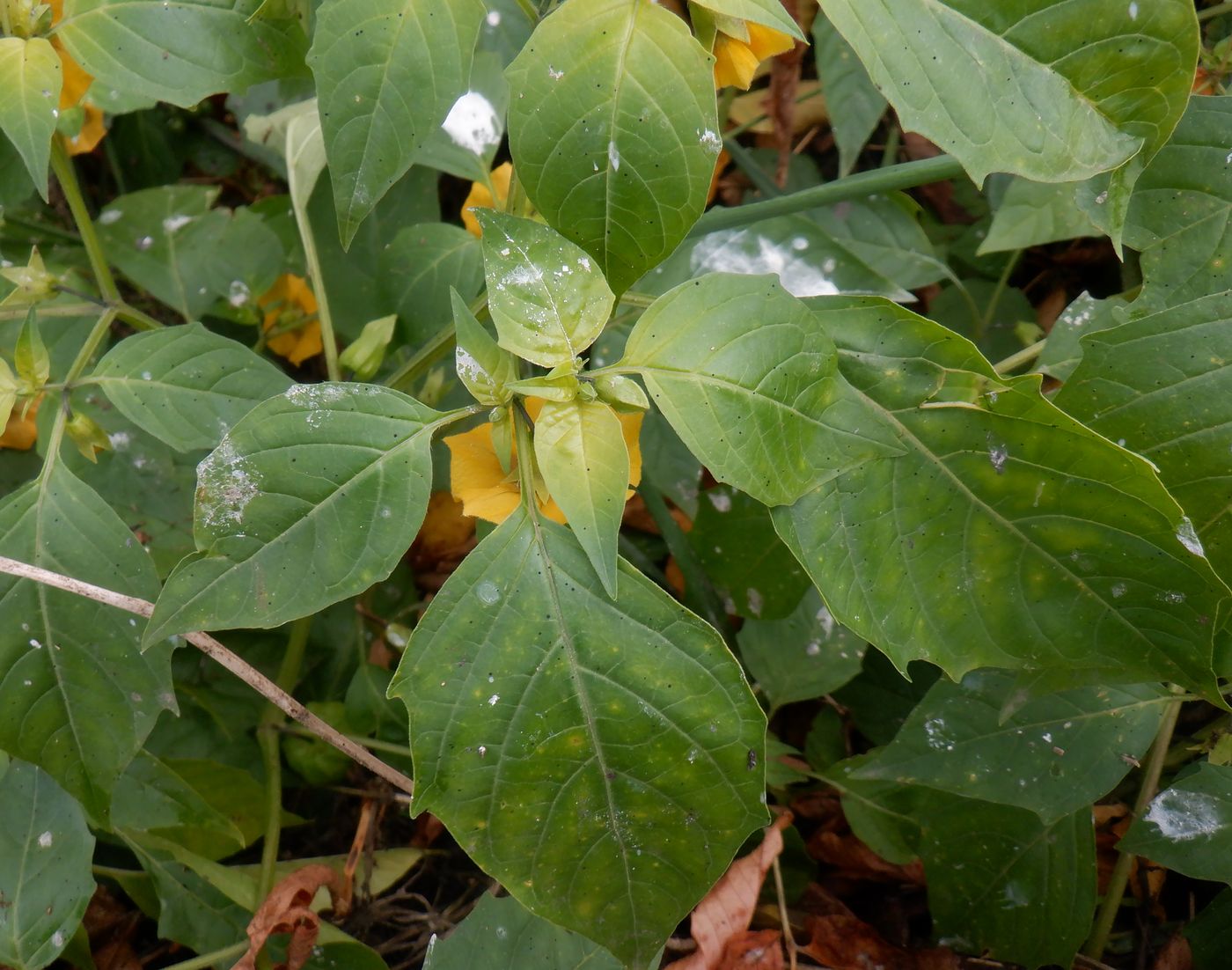 Image of Physalis ixocarpa specimen.