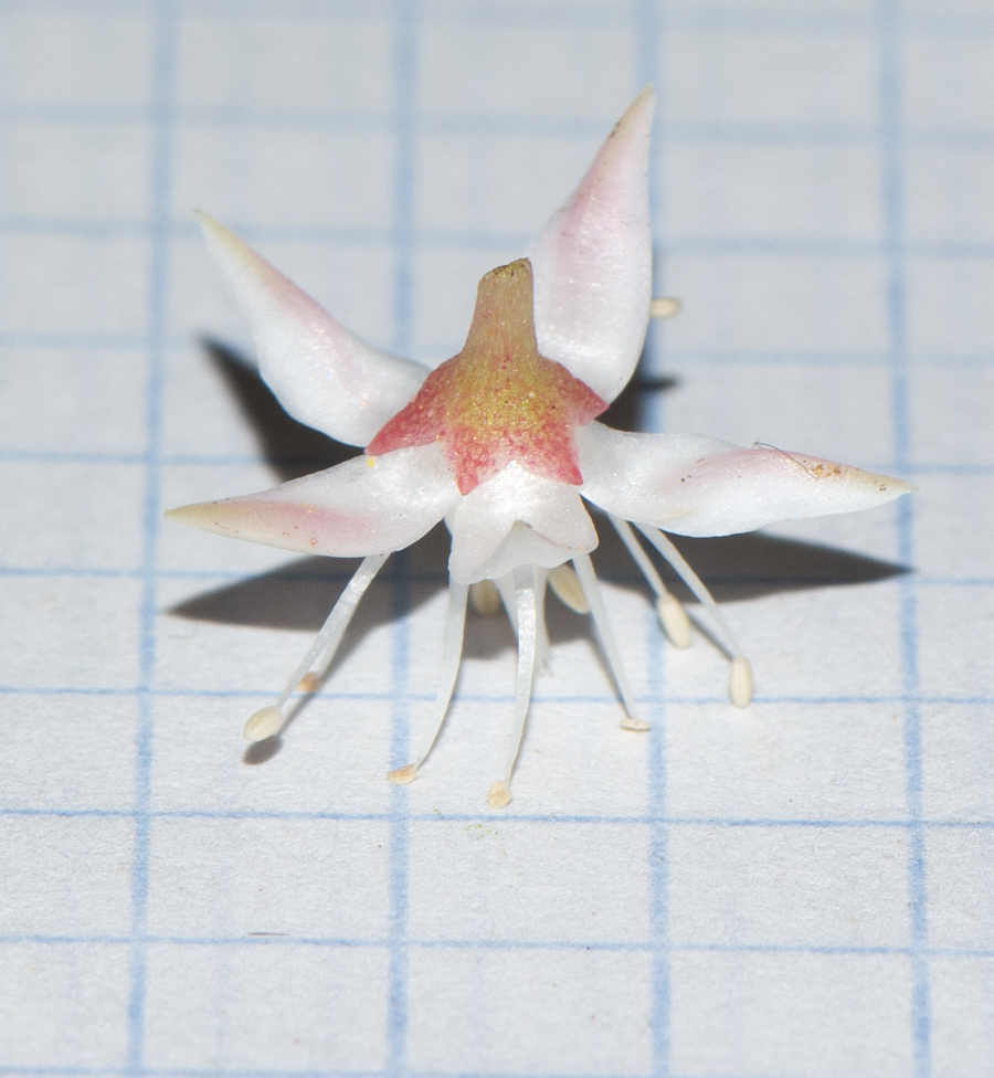 Image of Sedum adolphii specimen.