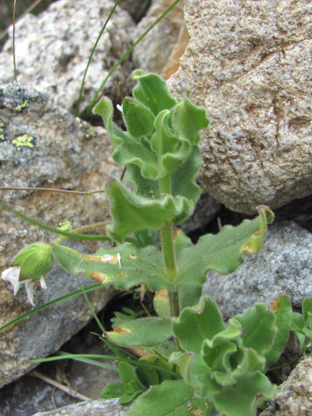 Image of Cerastium undulatifolium specimen.