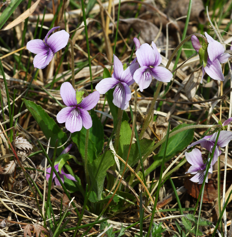 Изображение особи Viola prionantha.