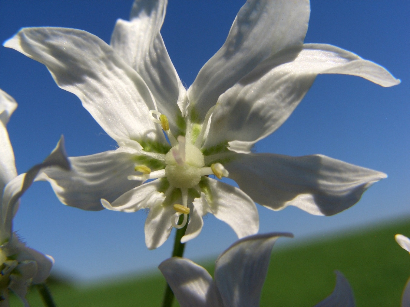 Изображение особи Heracleum sosnowskyi.