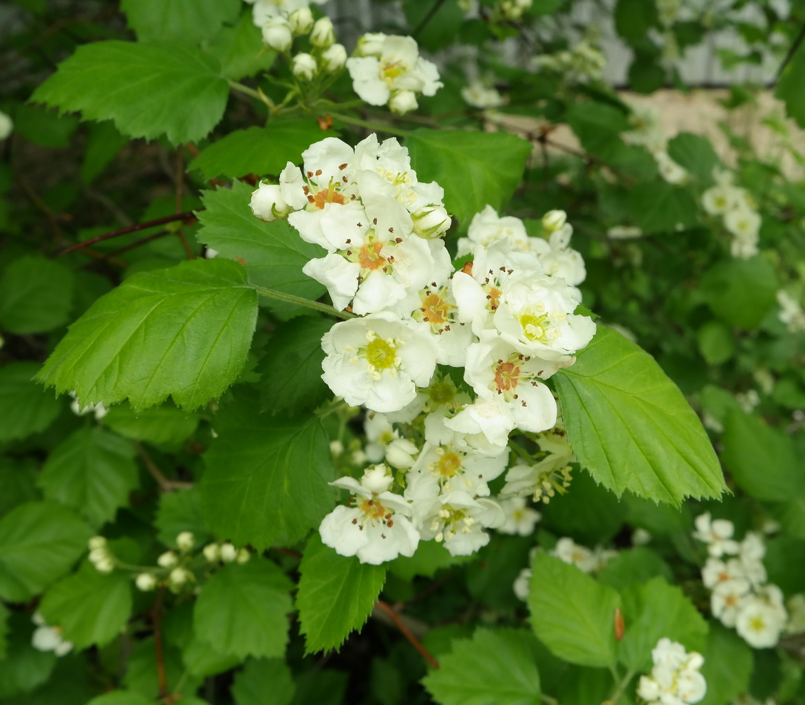 Image of genus Crataegus specimen.