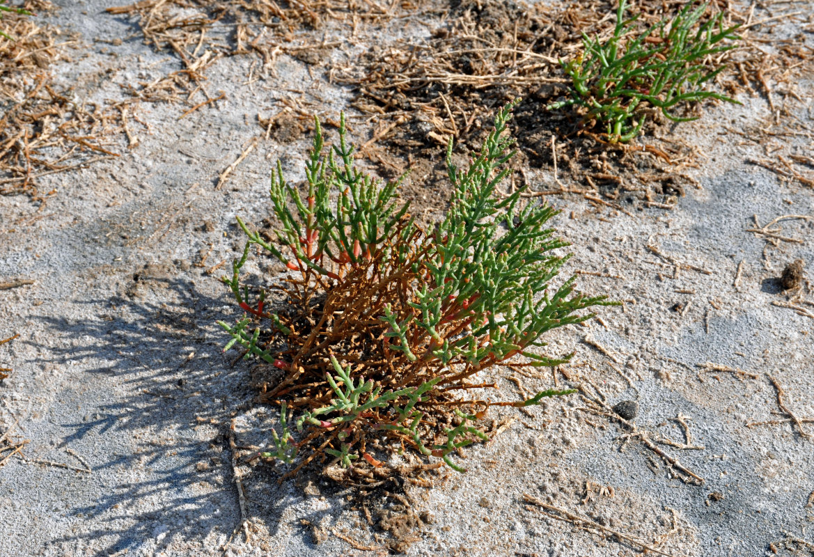 Image of genus Salicornia specimen.