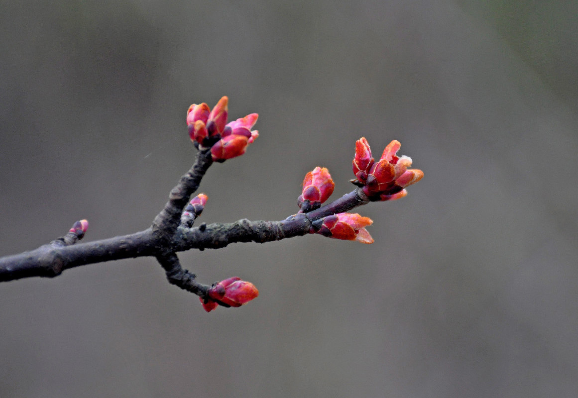 Изображение особи Acer platanoides.