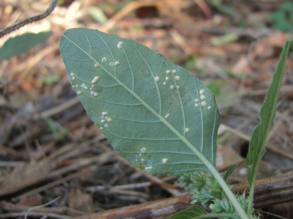 Image of Amaranthus retroflexus specimen.