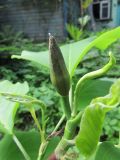 Смотреть изображение Magnolia acuminata