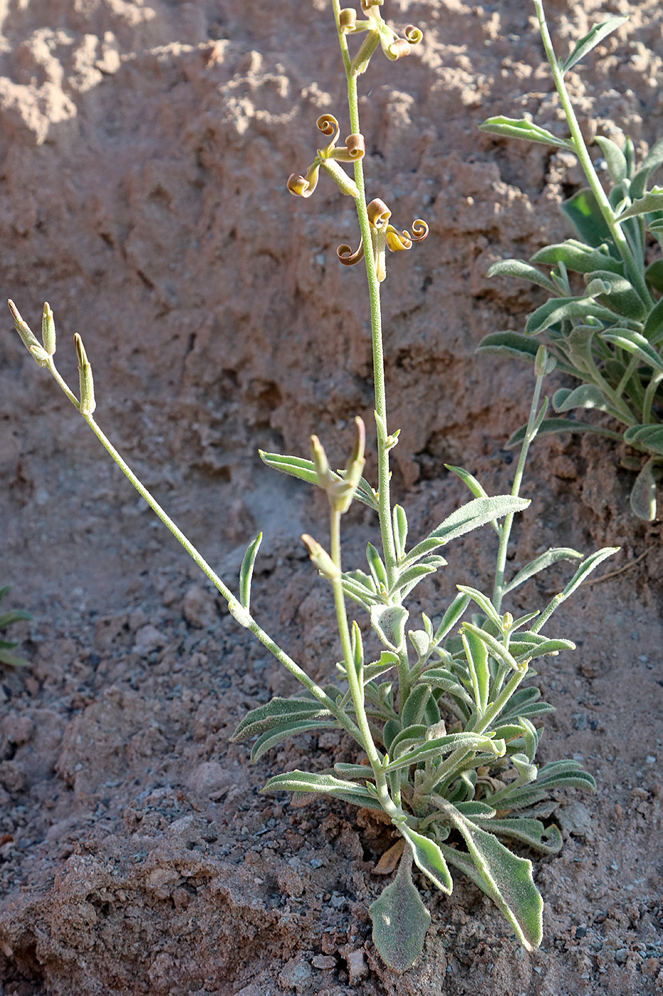 Image of Matthiola integrifolia specimen.