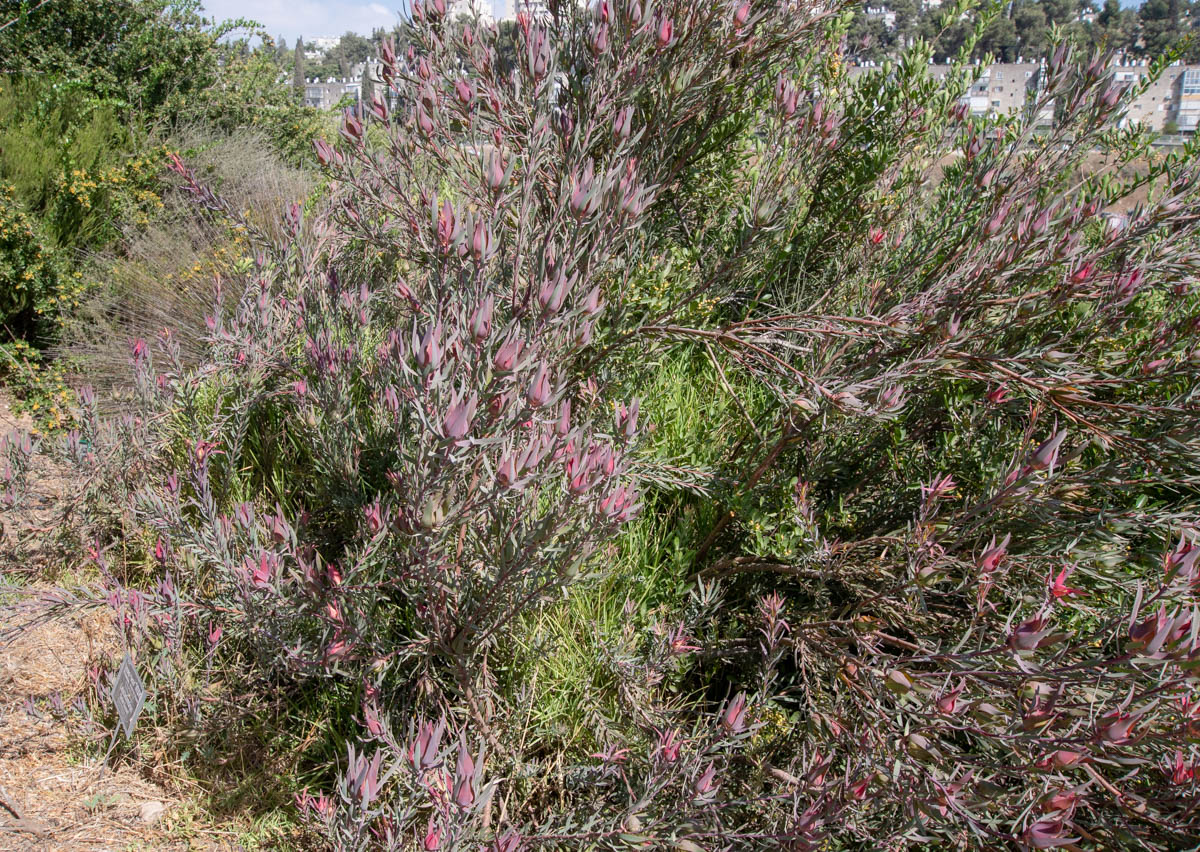 Изображение особи род Leucadendron.