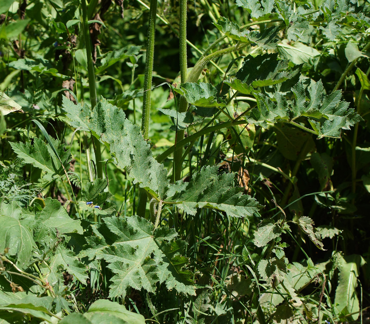 Image of Heracleum sibiricum specimen.