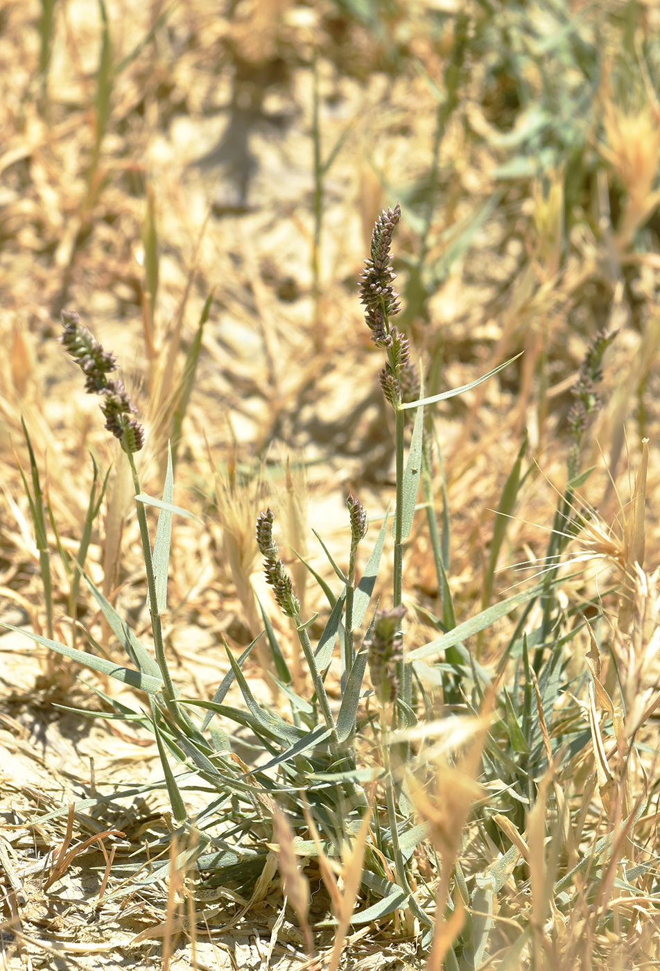 Image of Aeluropus littoralis specimen.