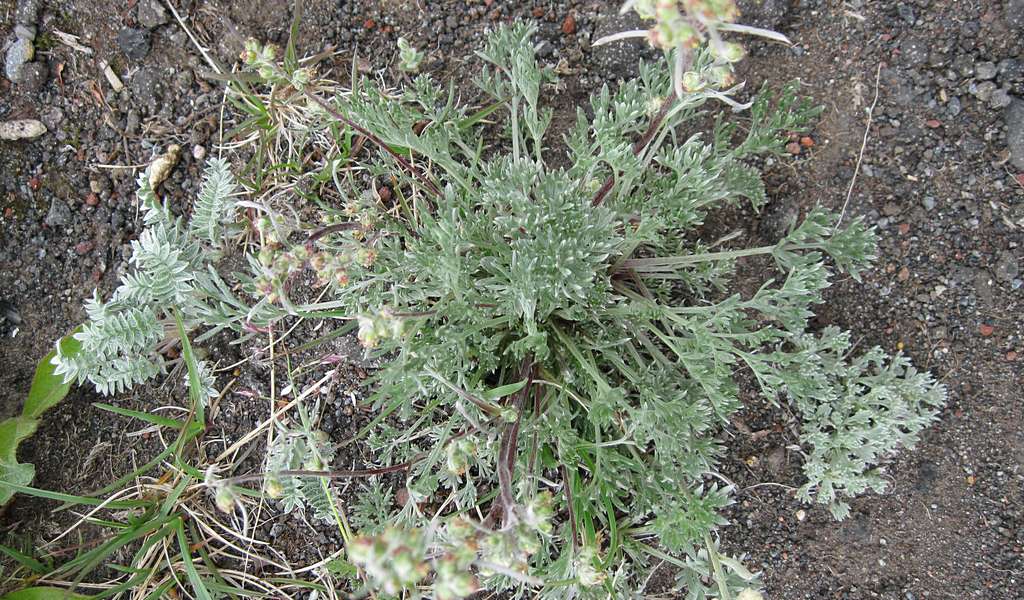 Image of Artemisia borealis specimen.