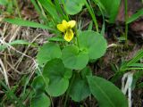 Viola biflora