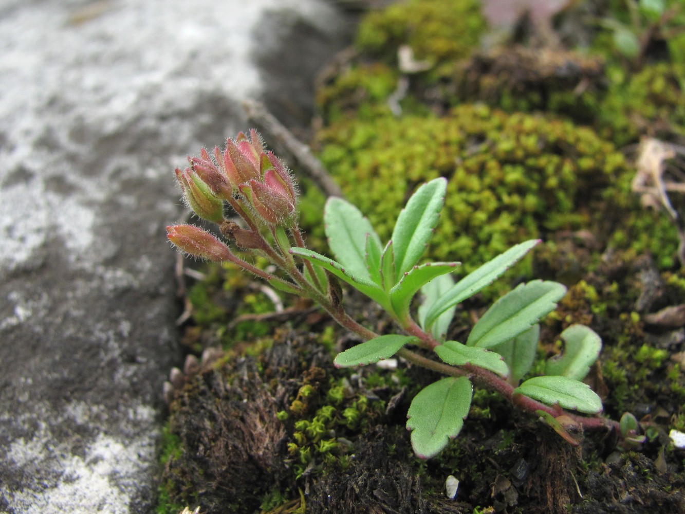 Image of Veronica vendettadeae specimen.