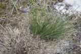 Festuca pseudovina. Вегетирующее растение. Пермский край, Кунгурский р-н, ур. Подкаменная гора, вершина скалистого выступа. 06.05.2022.