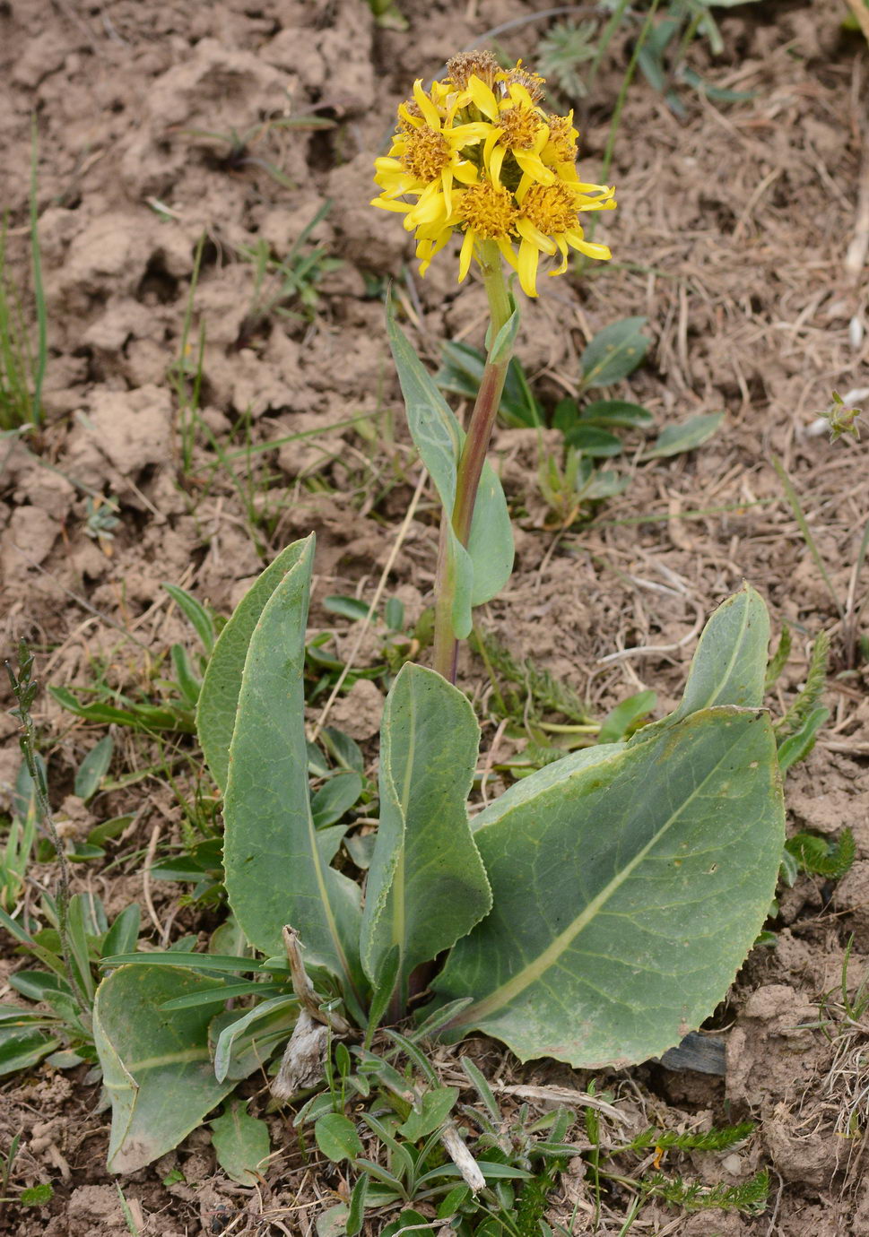 Image of Ligularia alpigena specimen.