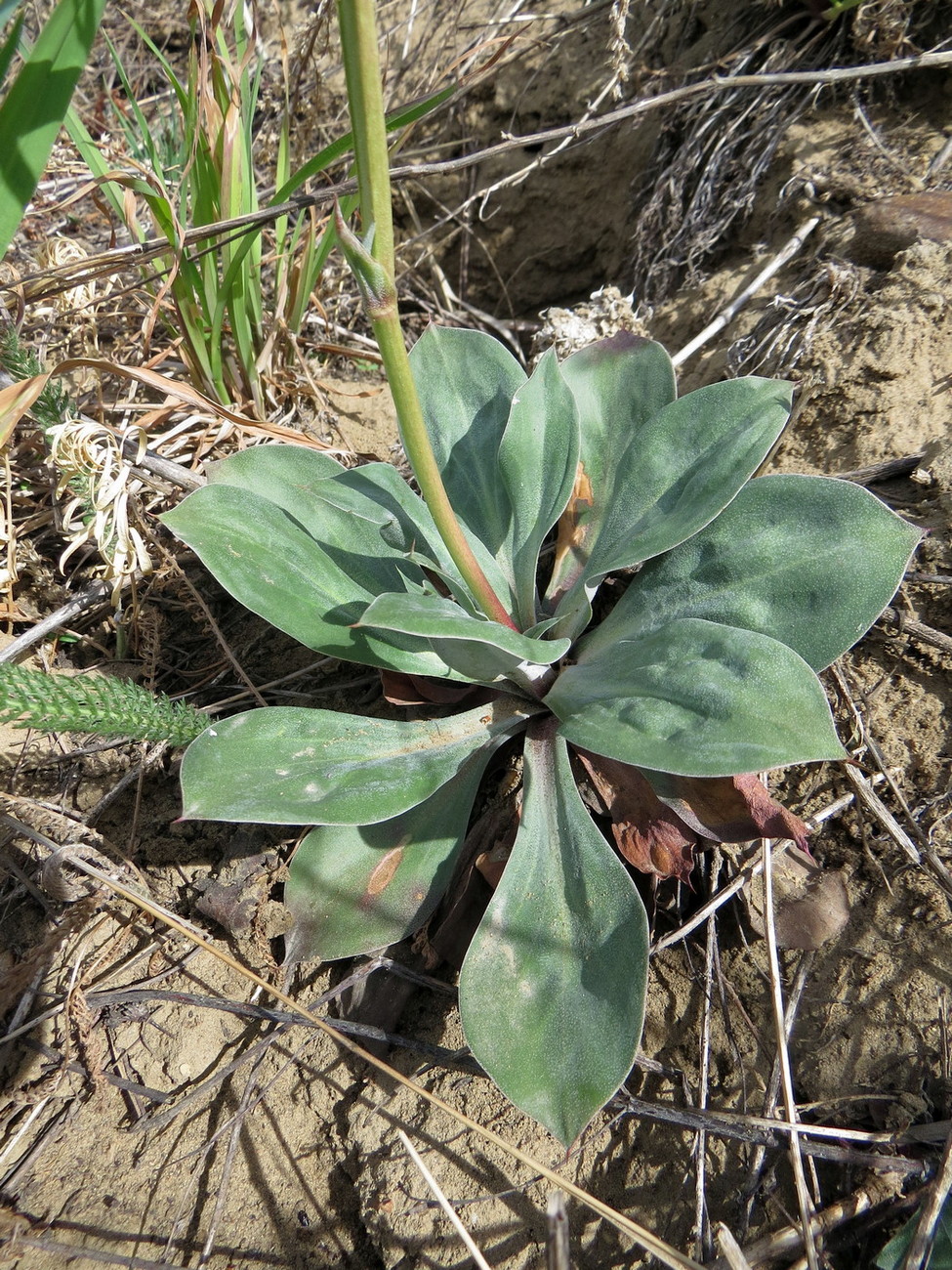 Image of Goniolimon speciosum specimen.