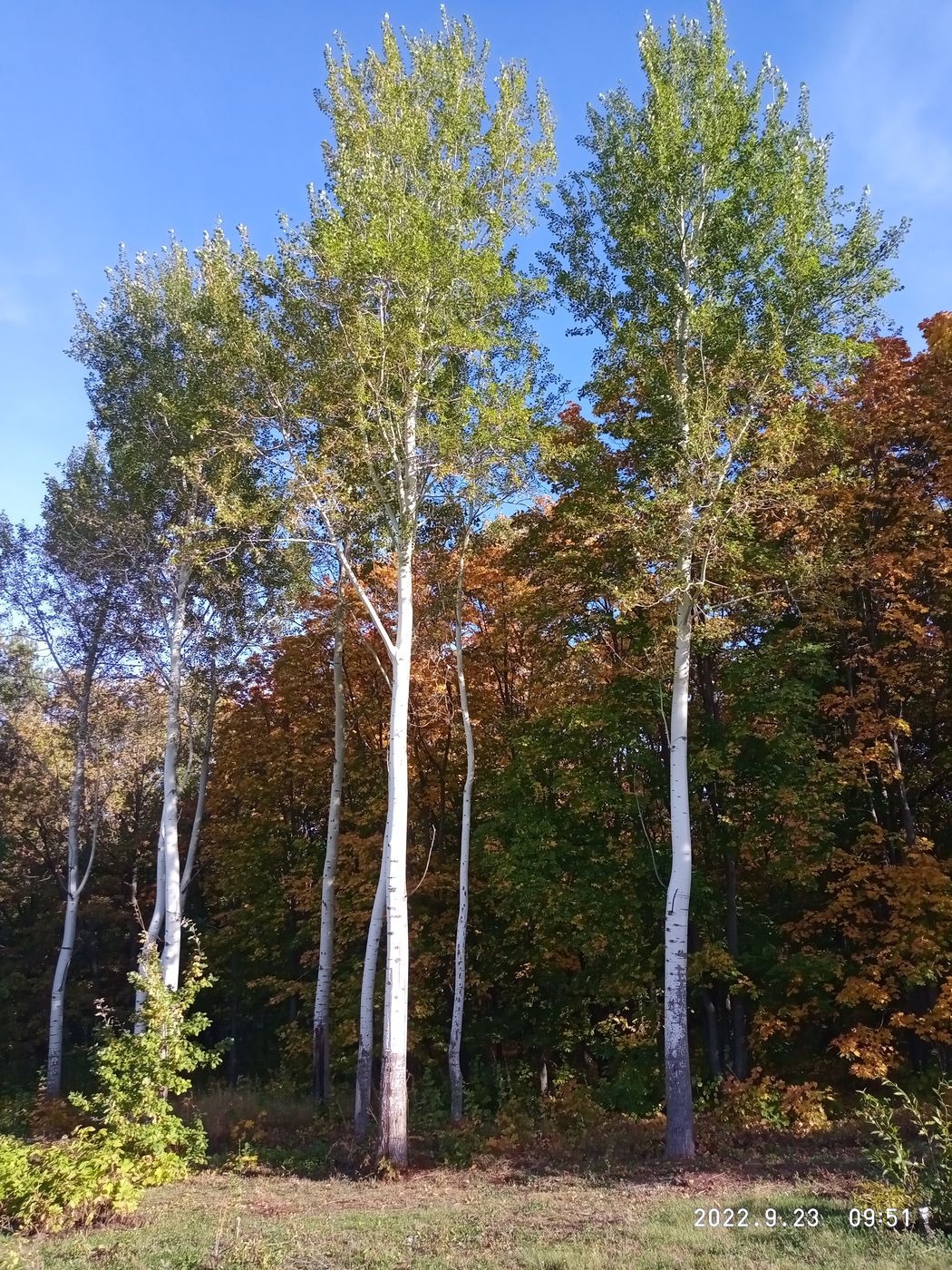 Image of Populus tremula specimen.