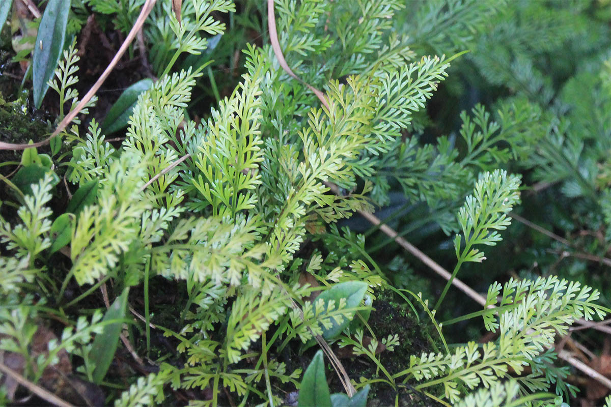 Изображение особи род Asplenium.