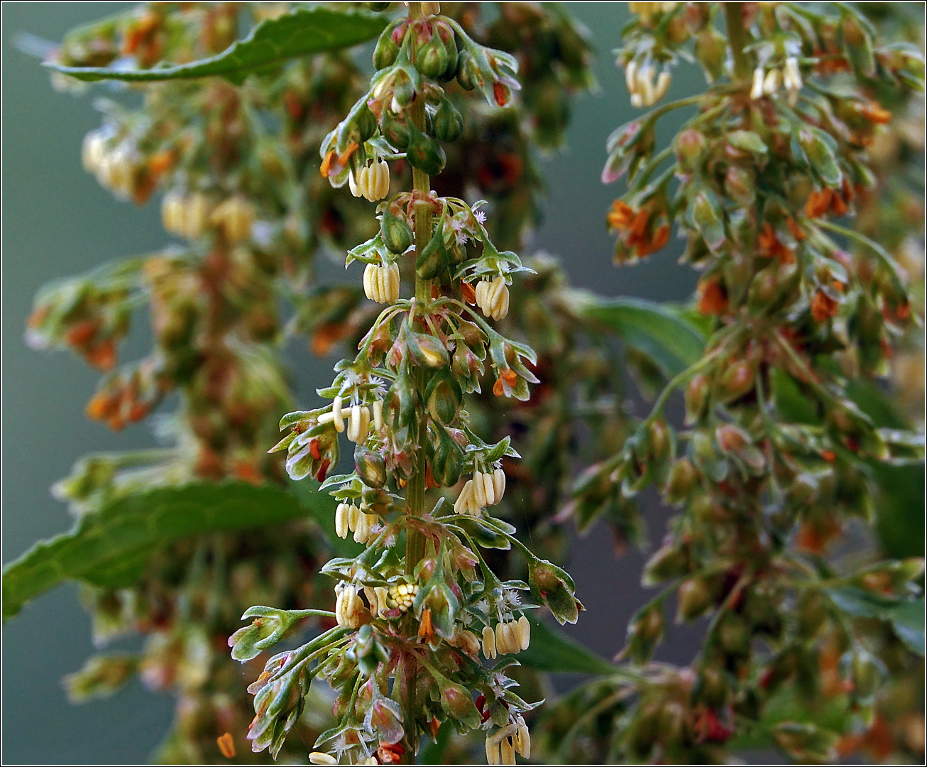 Image of Rumex sylvestris specimen.