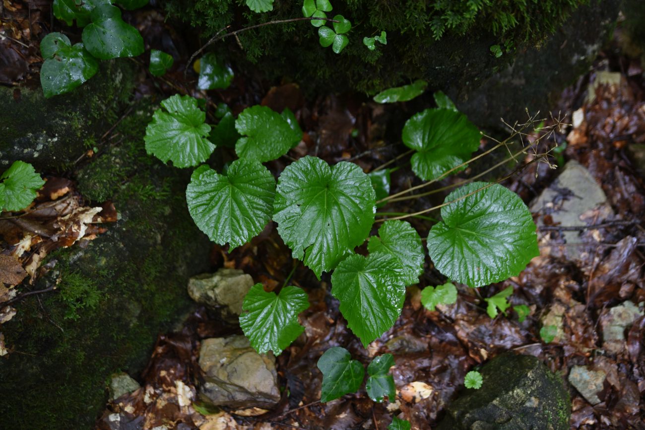 Изображение особи Pachyphragma macrophyllum.