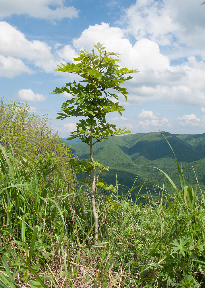 Изображение особи Fraxinus excelsior.