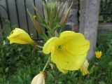 Oenothera glazioviana. Цветок и бутоны. Беларусь, Гродненская обл., г. Новогрудок, суходольный злаково-разнотравный луг. 02.09.2021.