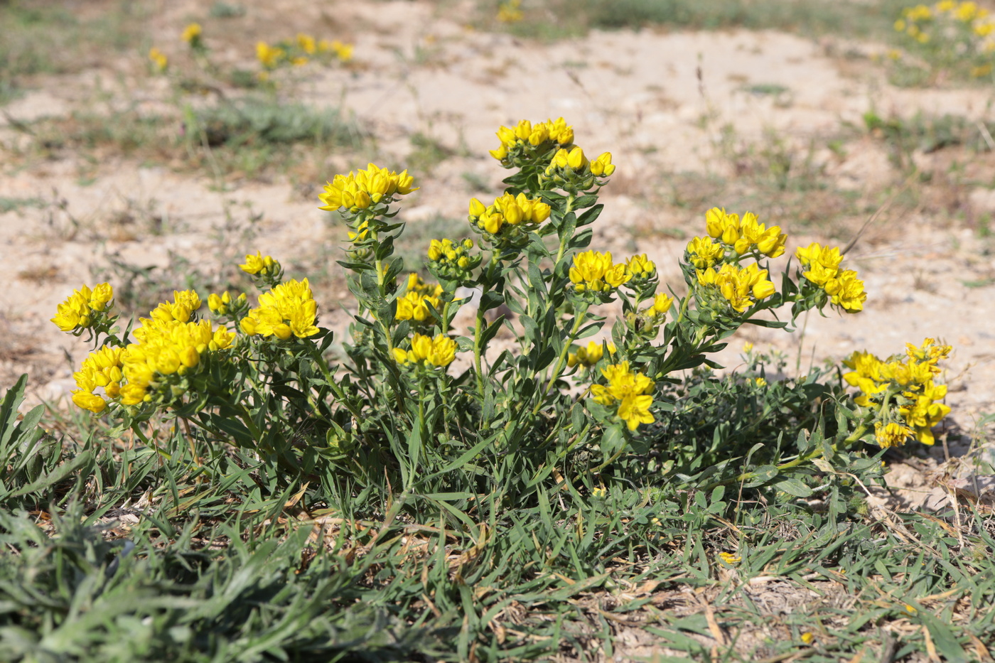 Image of Haplophyllum suaveolens specimen.