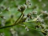 Scirpus sylvaticus. Часть соцветия. Московская обл., г. Дубна, лесопарк, заболоченный участок пешеходной дороги вокруг территории Объединённого Института Ядерных Исследований. 15.06.2022.