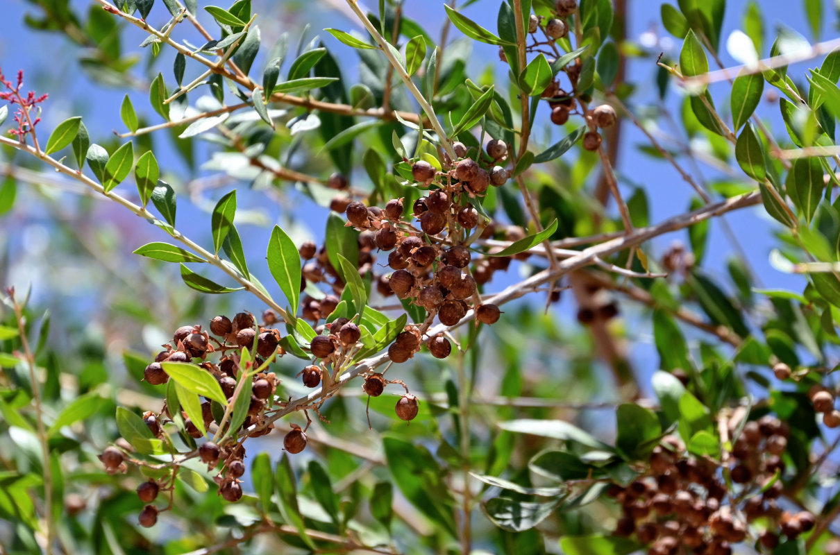 Image of Lawsonia inermis specimen.