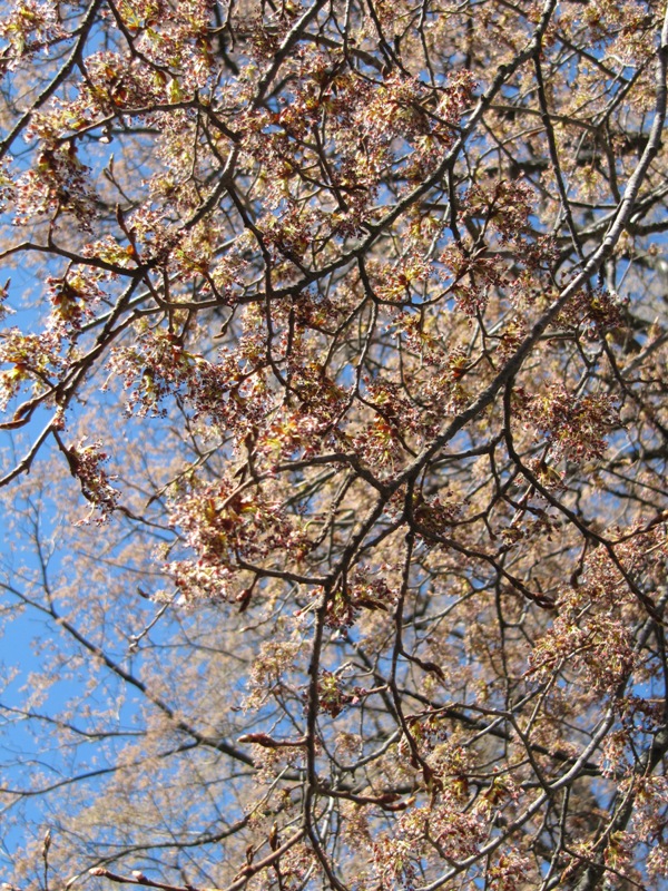 Image of Ulmus laevis specimen.