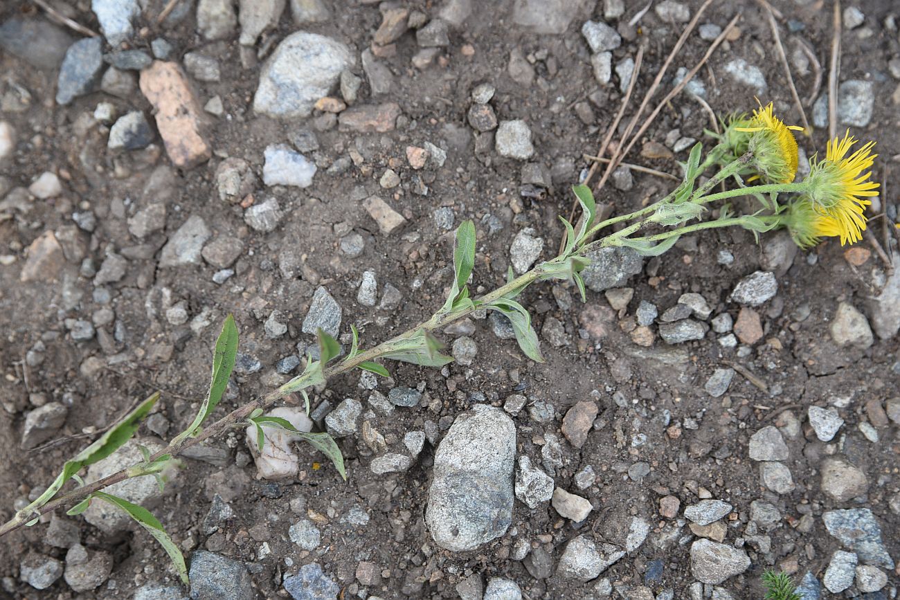 Image of Inula britannica specimen.