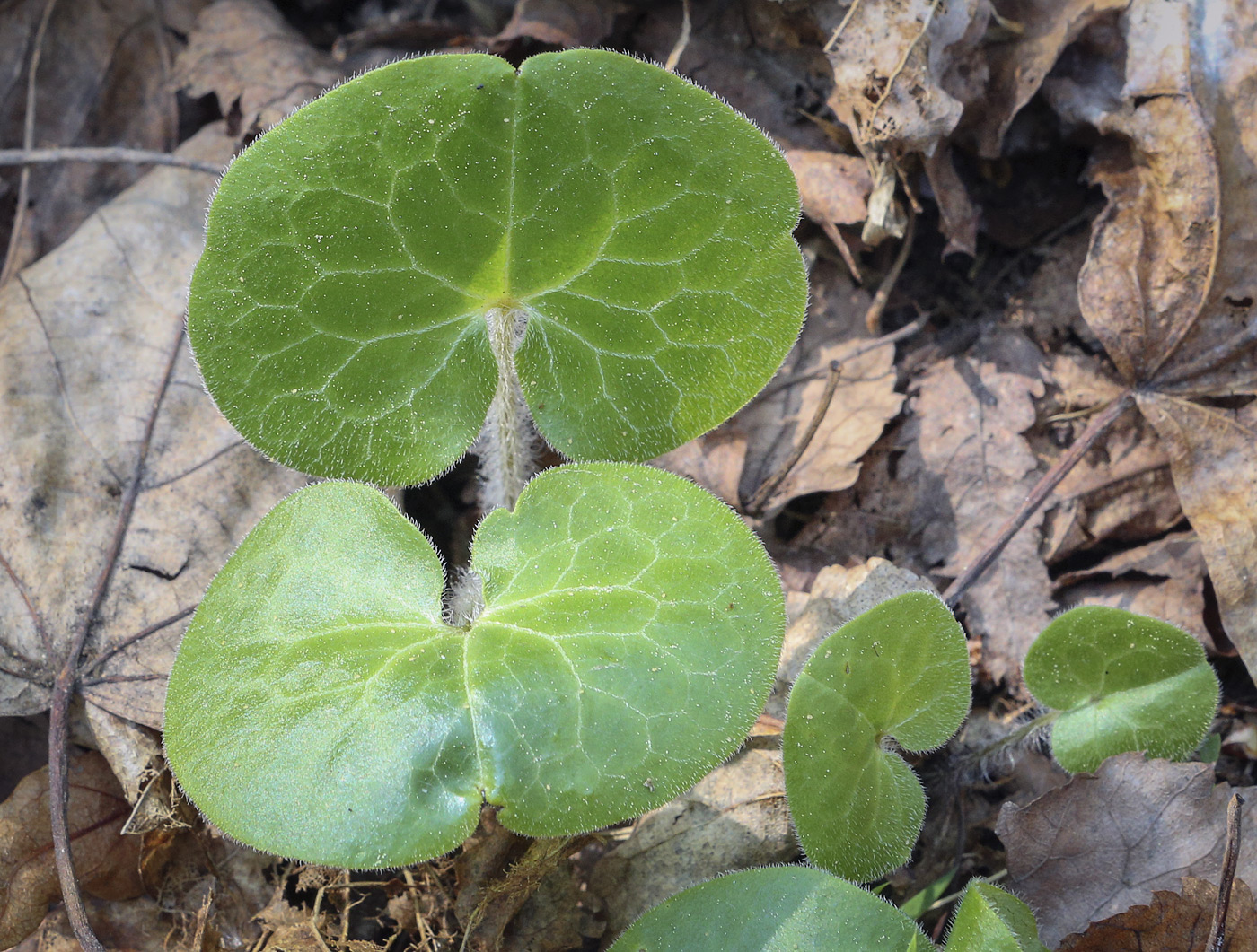 Image of Asarum europaeum specimen.