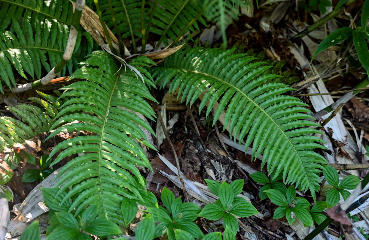 Image of Plagiogyria matsumureana specimen.