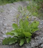 Taraxacum officinale. Цветущее и плодоносящее растение. Пермский край, г. Пермь, Ленинский р-н, станция Блочная, резерв насыпи. 18.06.2023.