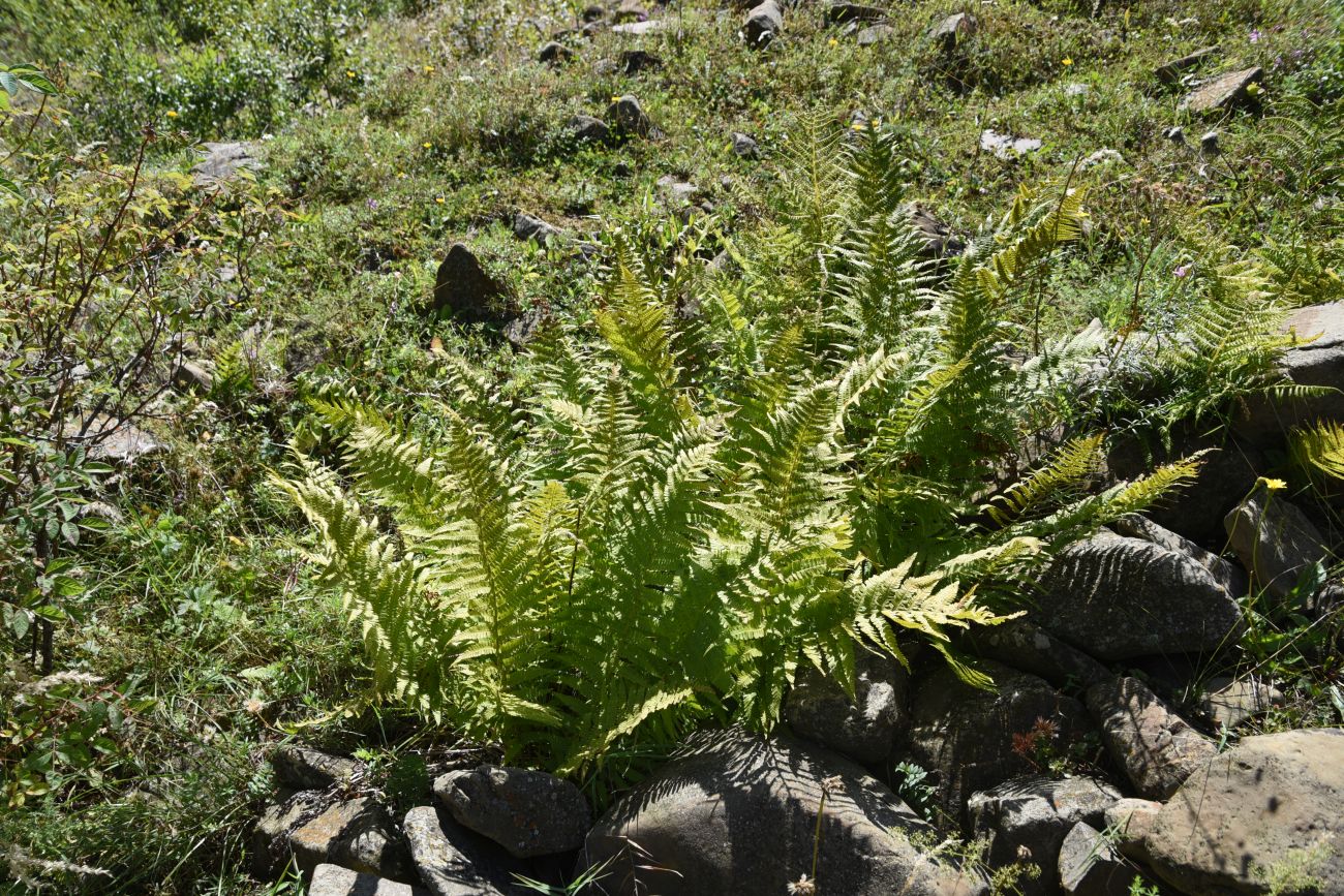 Image of genus Dryopteris specimen.