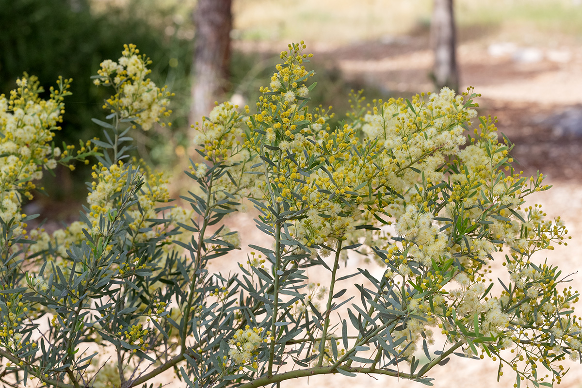 Изображение особи Acacia victoriae.