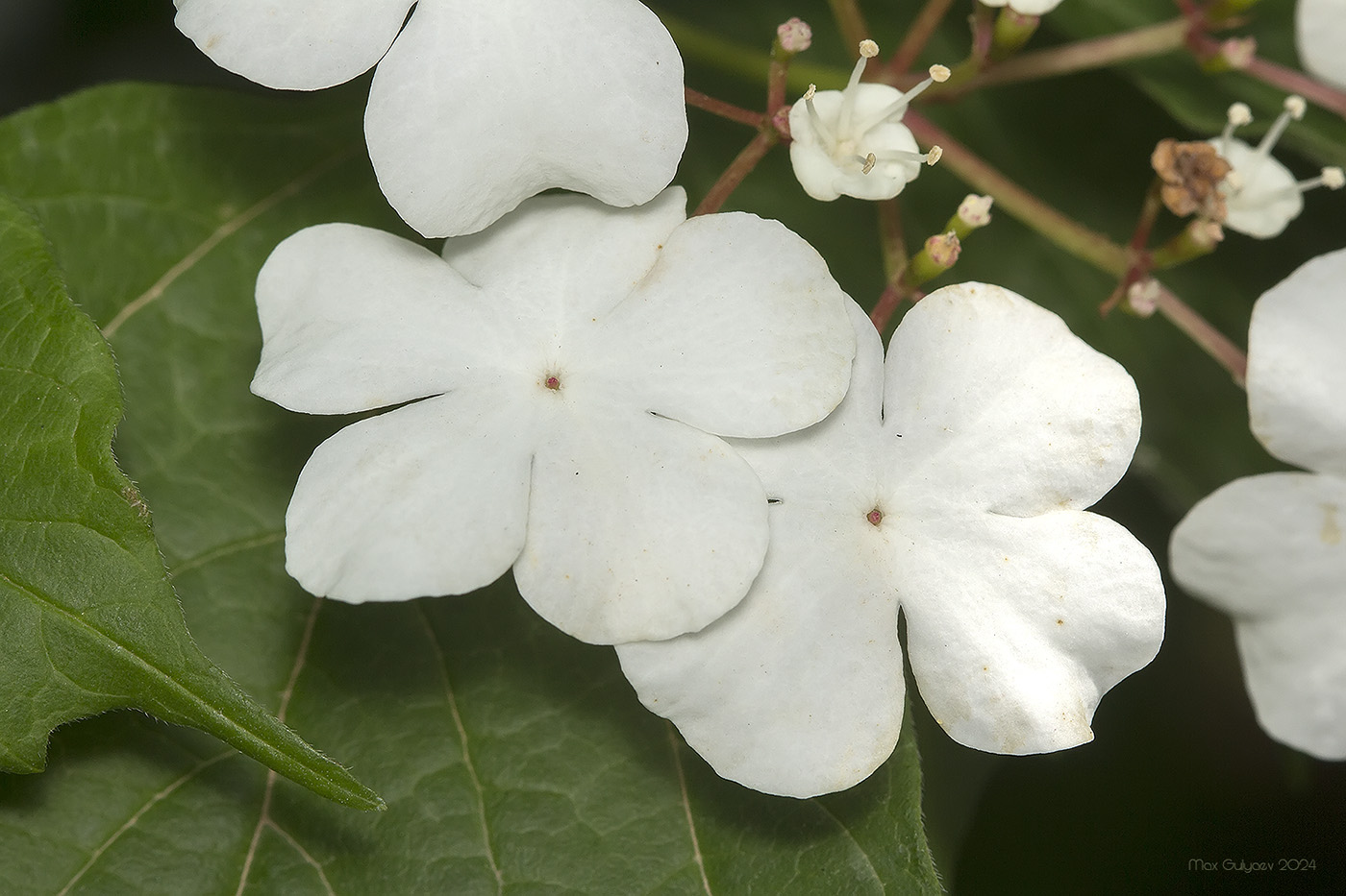 Image of Viburnum opulus specimen.