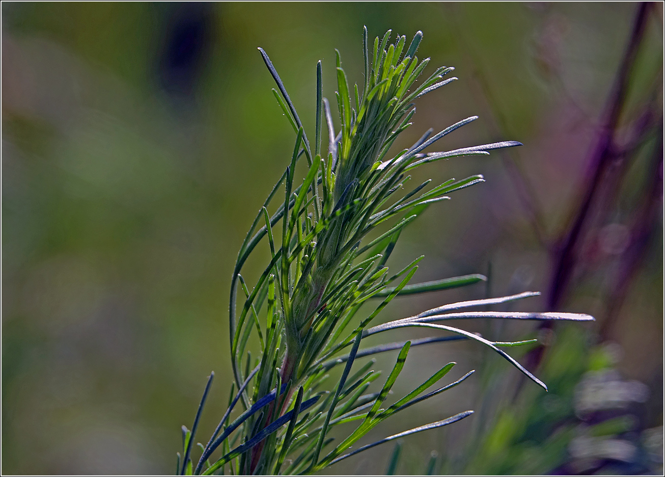 Изображение особи Artemisia campestris.