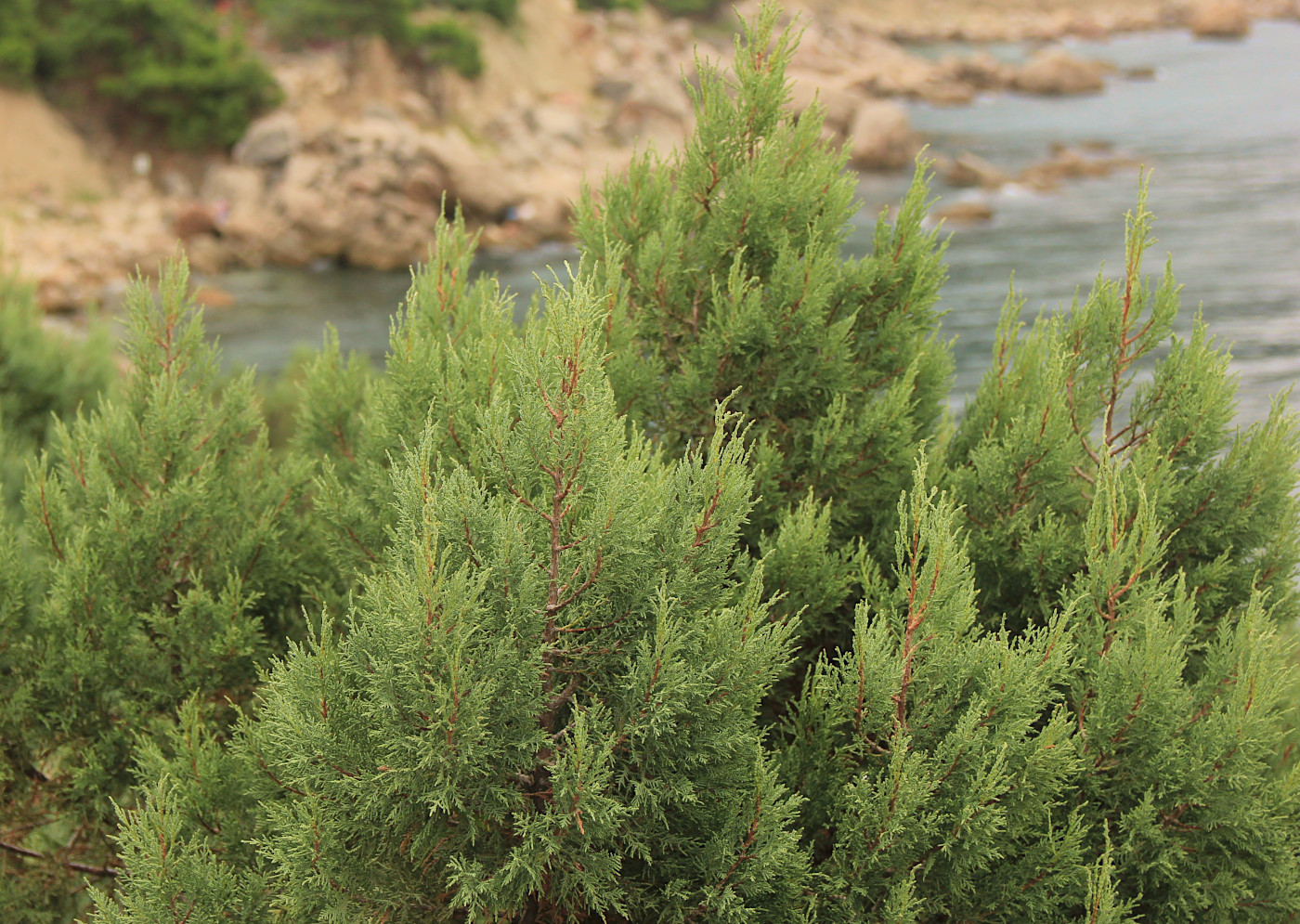 Image of Juniperus excelsa specimen.