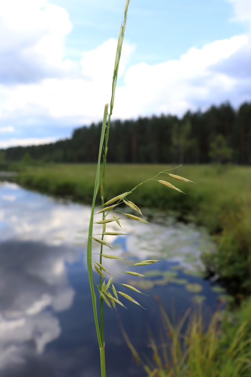 Изображение особи Zizania aquatica ssp. angustifolia.