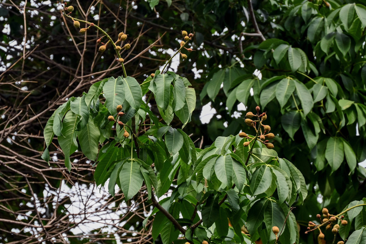 Изображение особи Aesculus assamica.