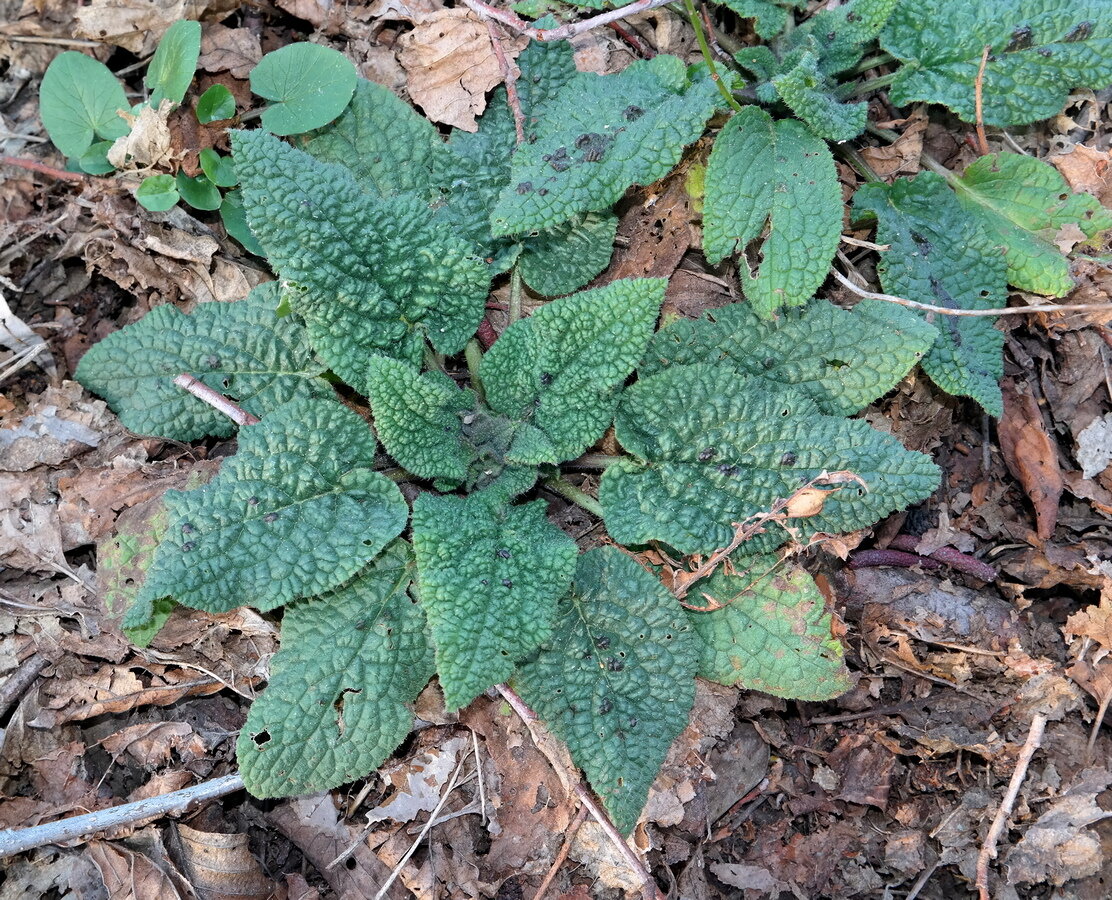 Image of Symphytum tauricum specimen.