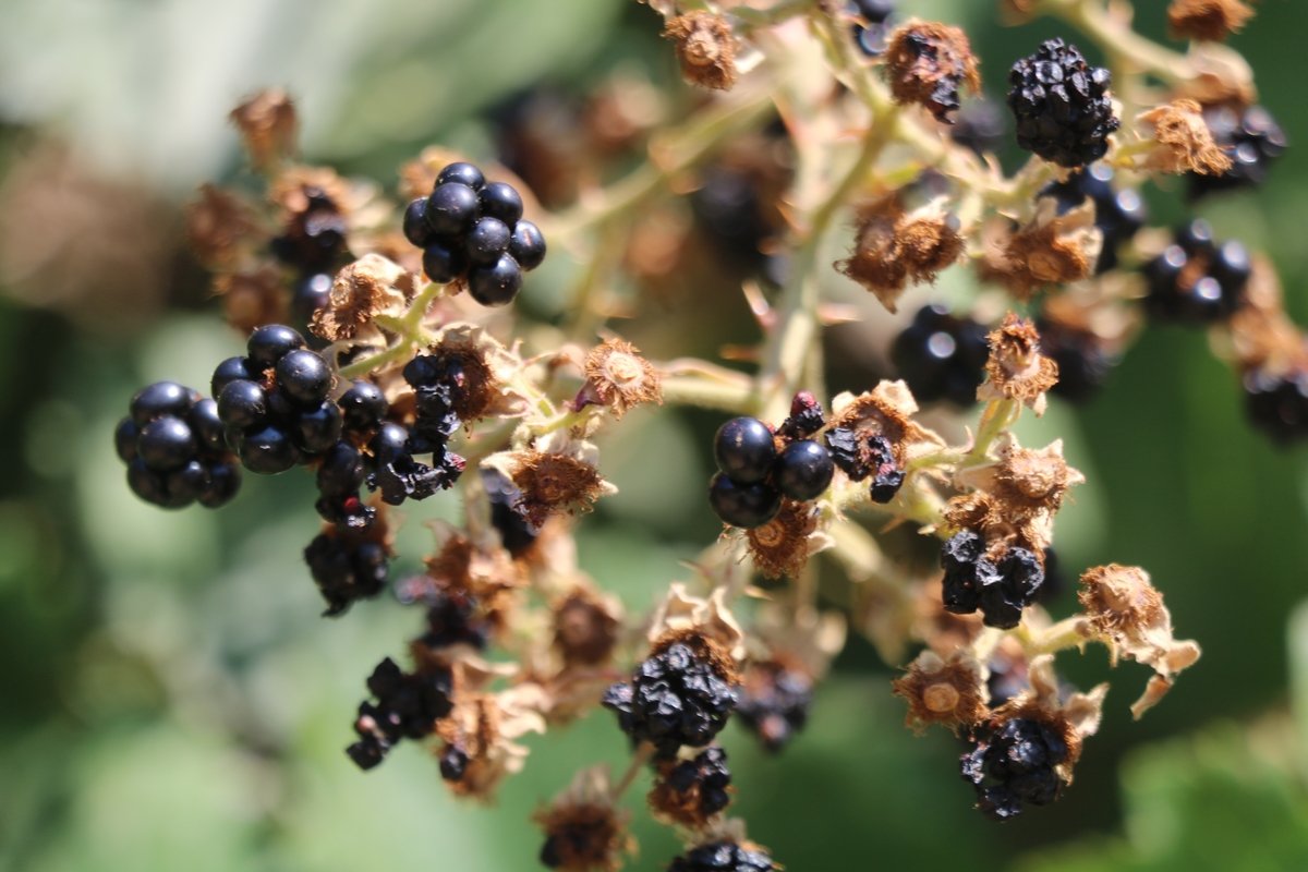 Image of genus Rubus specimen.