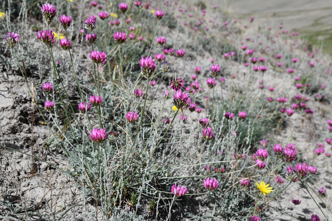 Image of genus Astragalus specimen.