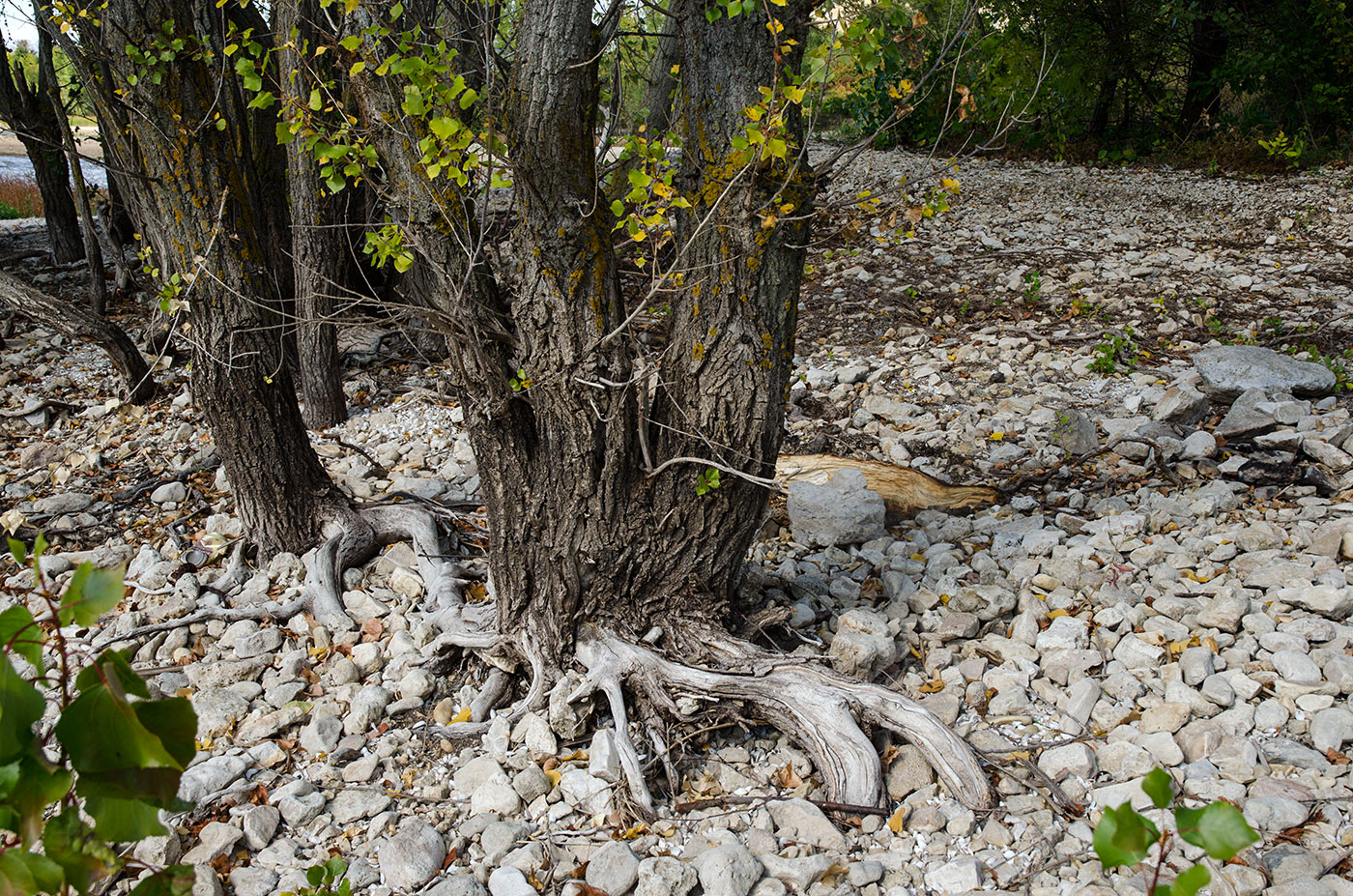 Image of Populus nigra specimen.