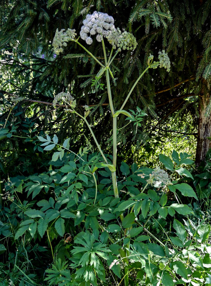 Изображение особи Angelica sylvestris.