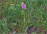 Dactylorhiza baltica