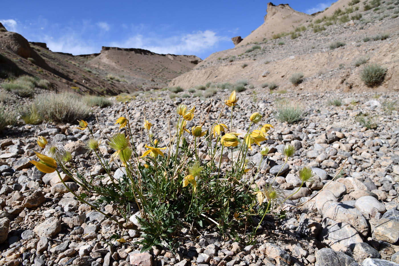 Image of Clematis tangutica specimen.