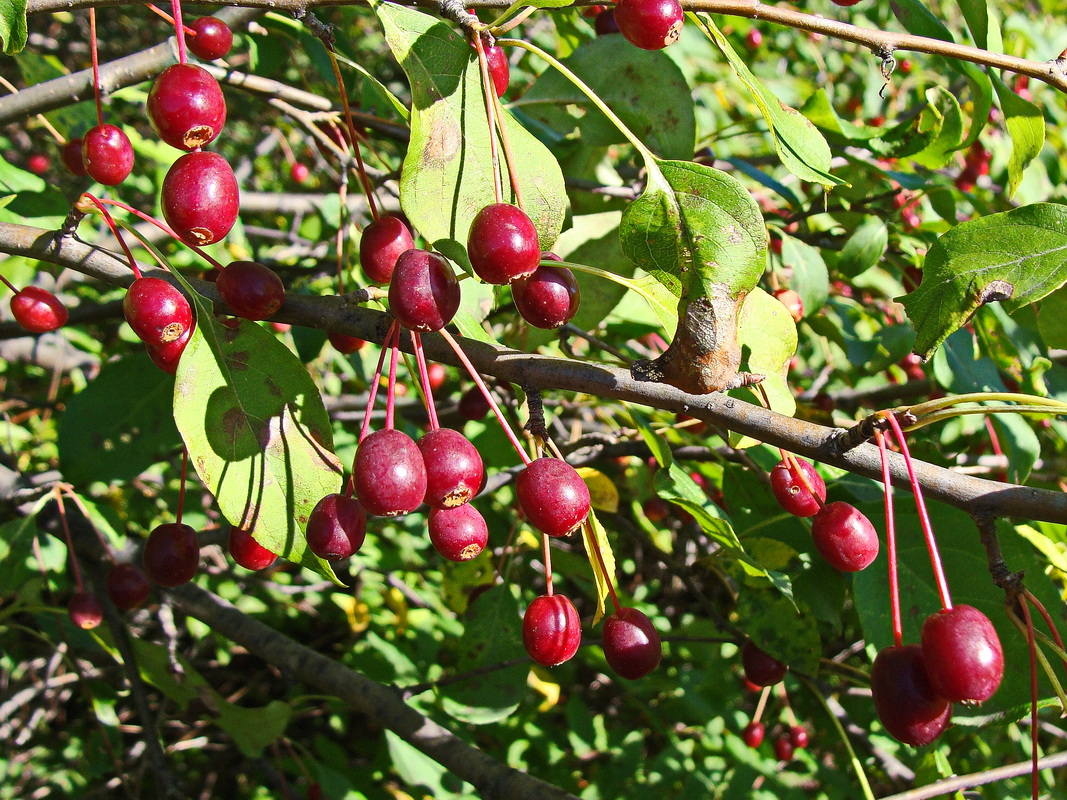 Image of Malus mandshurica specimen.