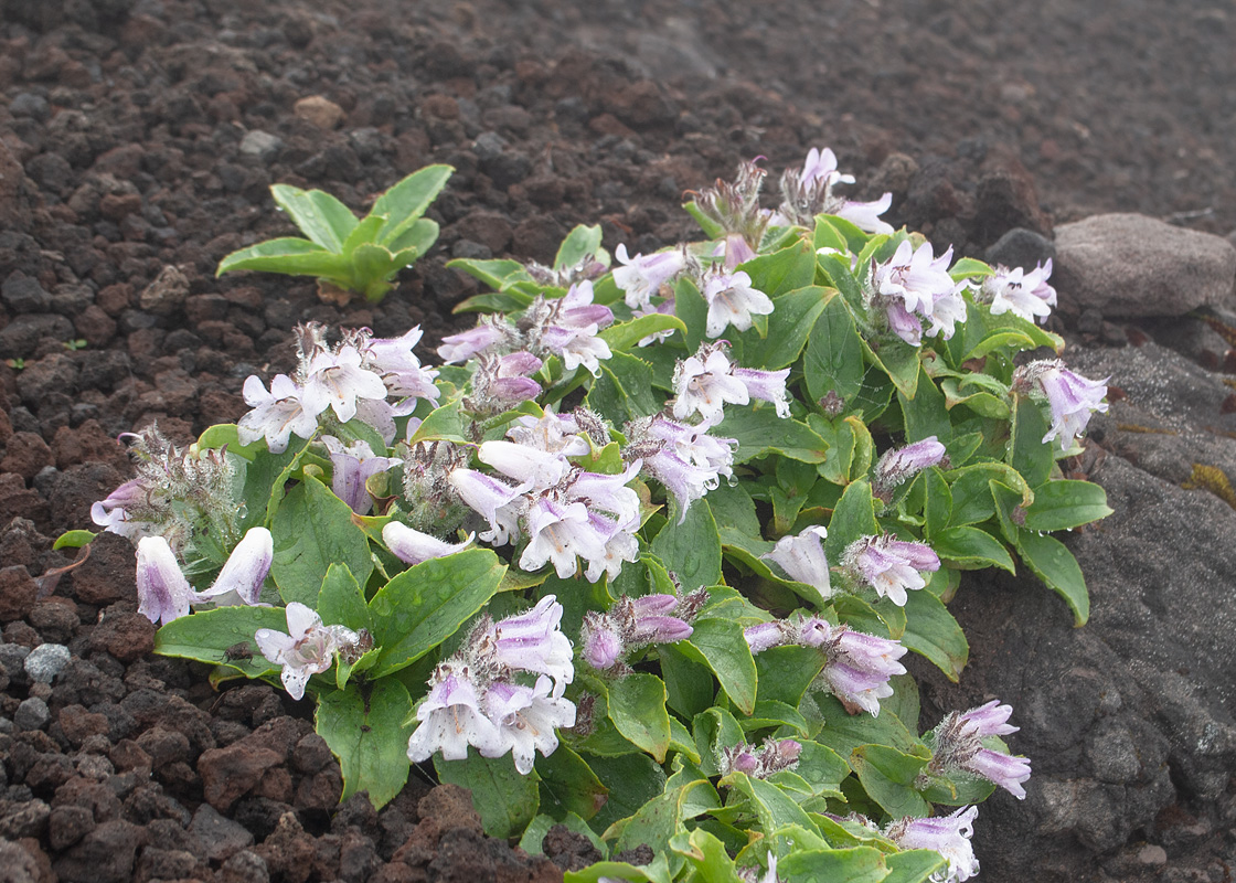 Image of Pennellianthus frutescens specimen.